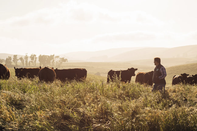 Stemple Creek Ranch Banner