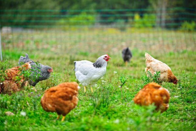 Petaluma Poultry Banner